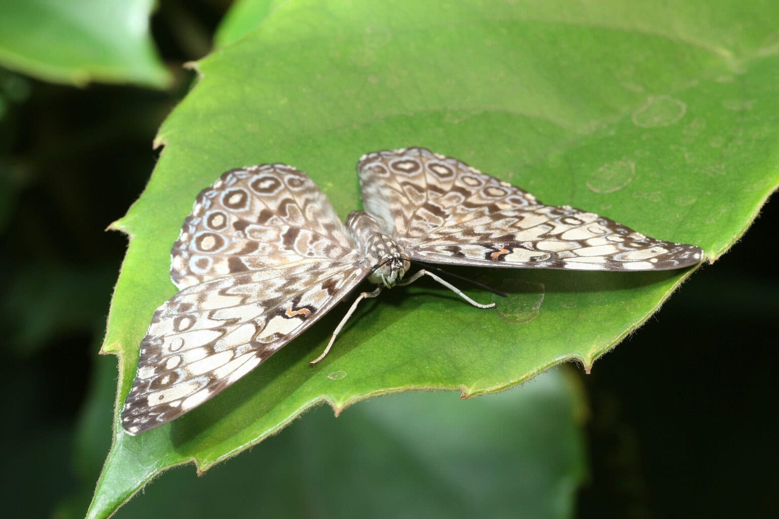 Gatunek Hamadryas_februa - Motylarnia Władysławowo