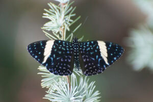 Gatunek Hamadryas_laodamia - Motylarnia Władysławowo