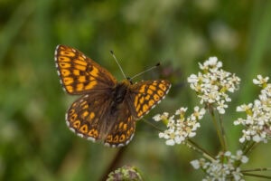 Gatunek Hamearis_lucina - Motylarnia Władysławowo