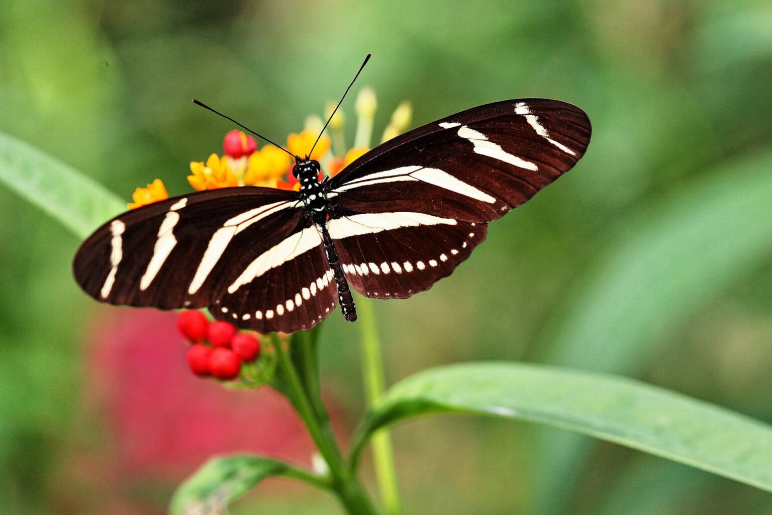 Gatunek Heliconius_charitonia - Motylarnia Władysławowo