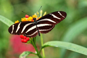 Gatunek Heliconius_charitonia - Motylarnia Władysławowo