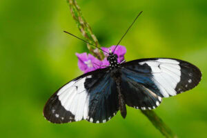 Gatunek Heliconius_cydno - Motylarnia Władysławowo