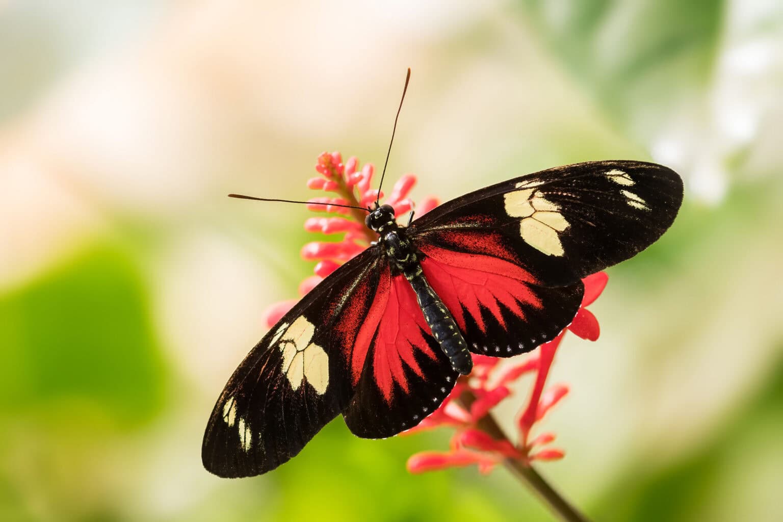 Gatunek Heliconius_doris - Motylarnia Władysławowo