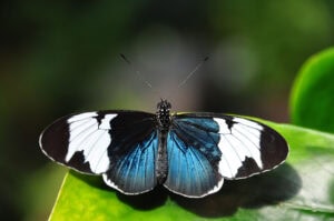 Gatunek Heliconius_eleuchia - Motylarnia Władysławowo