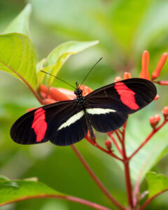 Gatunek Heliconius_erato - Motylarnia Władysławowo