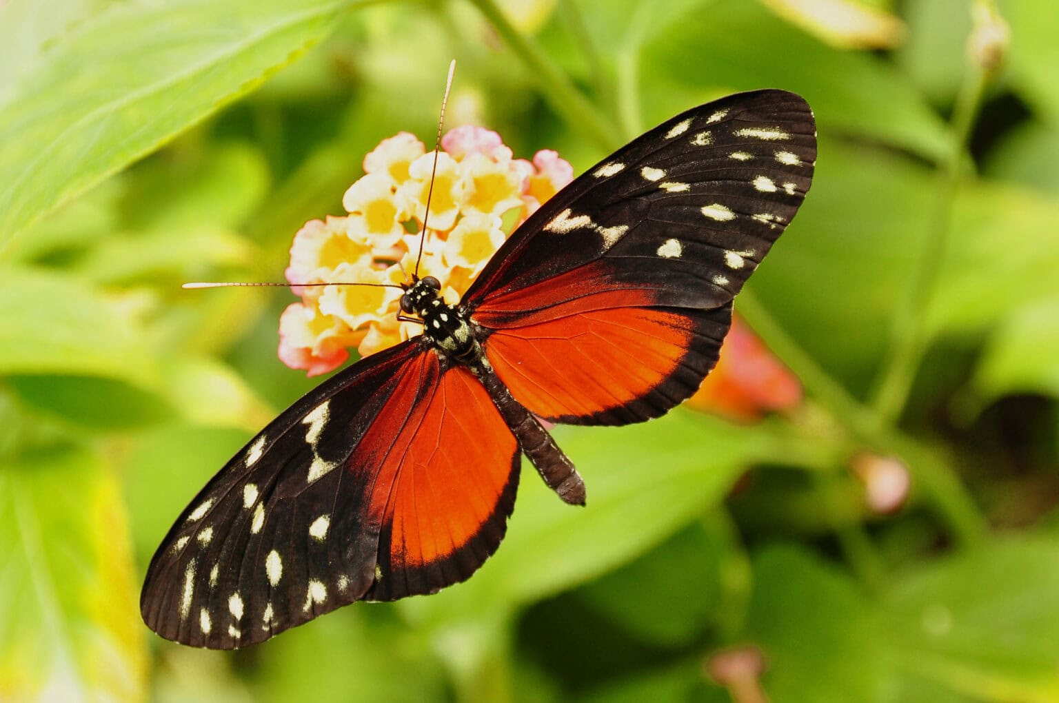Gatunek Heliconius_hecale - Motylarnia Władysławowo