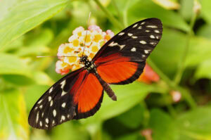 Gatunek Heliconius_hecale - Motylarnia Władysławowo