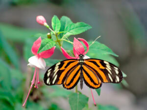 Gatunek Heliconius_ismenius - Motylarnia Władysławowo