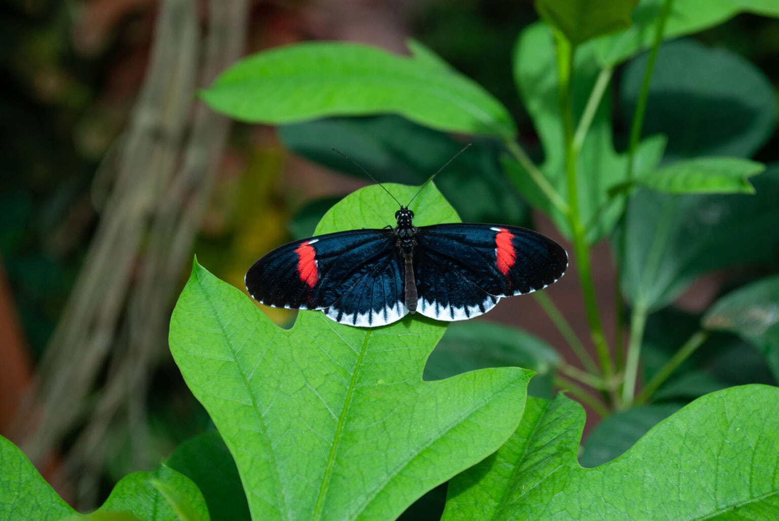 Gatunek Heliconius_melpomene - Motylarnia Władysławowo