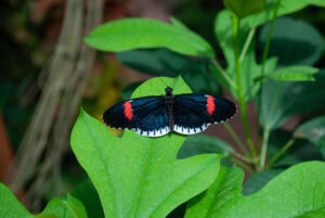 Gatunek Heliconius_melpomene - Motylarnia Władysławowo