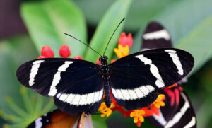 Gatunek Heliconius_pachinus - Motylarnia Władysławowo
