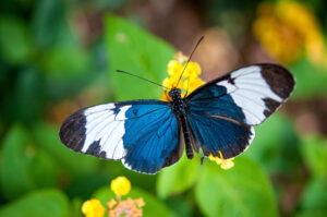 Gatunek Heliconius_sapho - Motylarnia Władysławowo