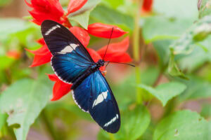 Gatunek Heliconius_sara - Motylarnia Władysławowo