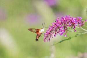 Gatunek Hemaris_Thysbe - Motylarnia Władysławowo