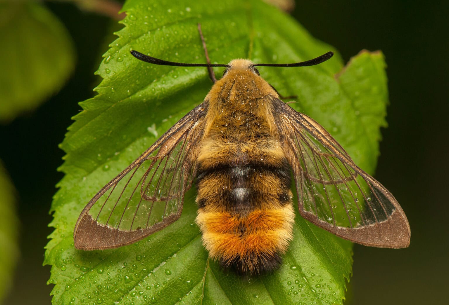 Gatunek Hemaris_tityus - Motylarnia Władysławowo