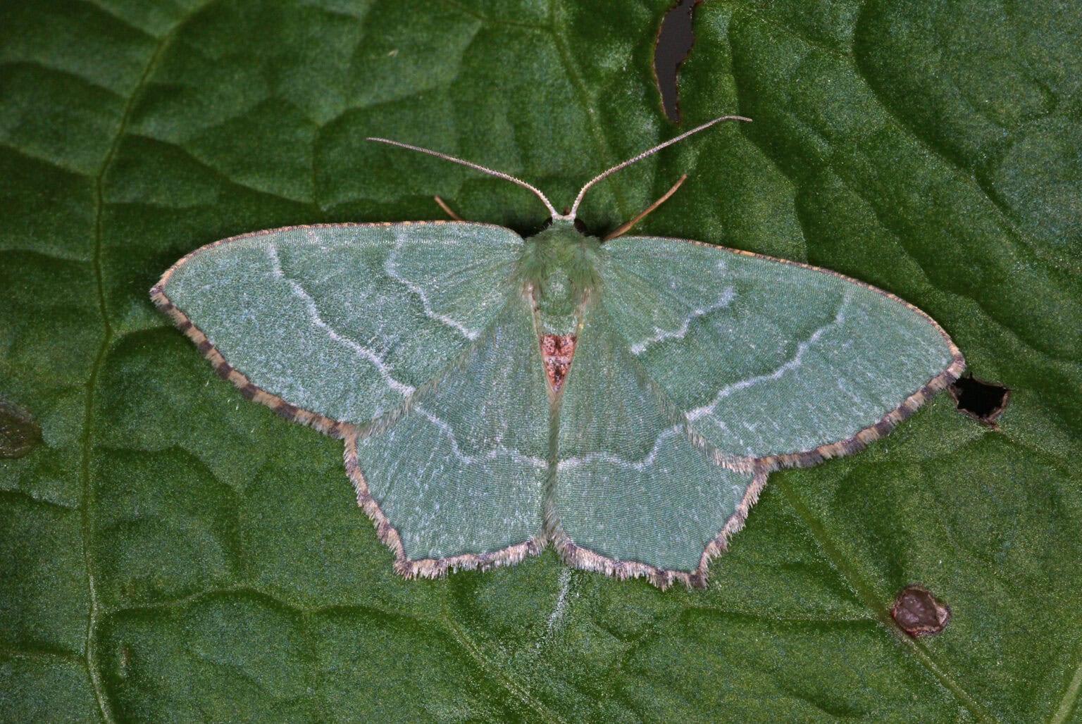 Gatunek Hemithea_aestivaria - Motylarnia Władysławowo