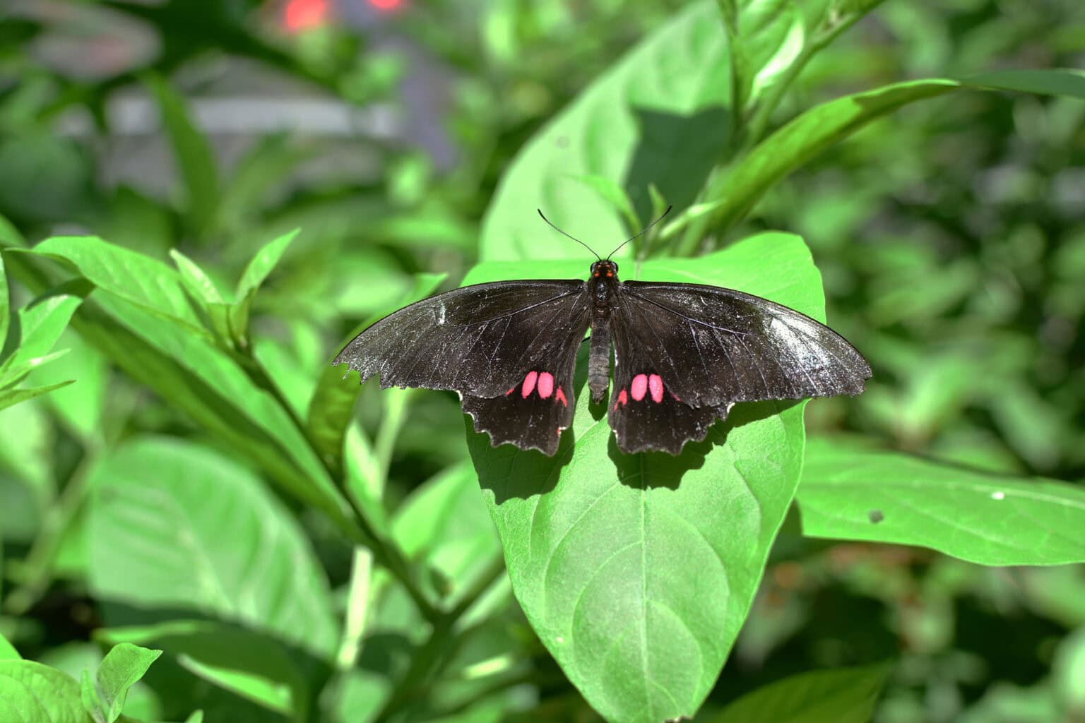 Gatunek Heraclides_anchisiades - Motylarnia Władysławowo