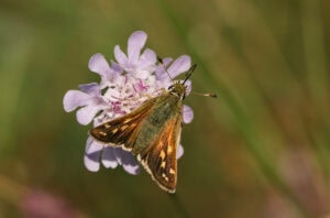 Gatunek Hesperia_comma - Motylarnia Władysławowo