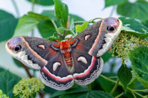 Gatunek Hyalophora_cecropia - Motylarnia Władysławowo