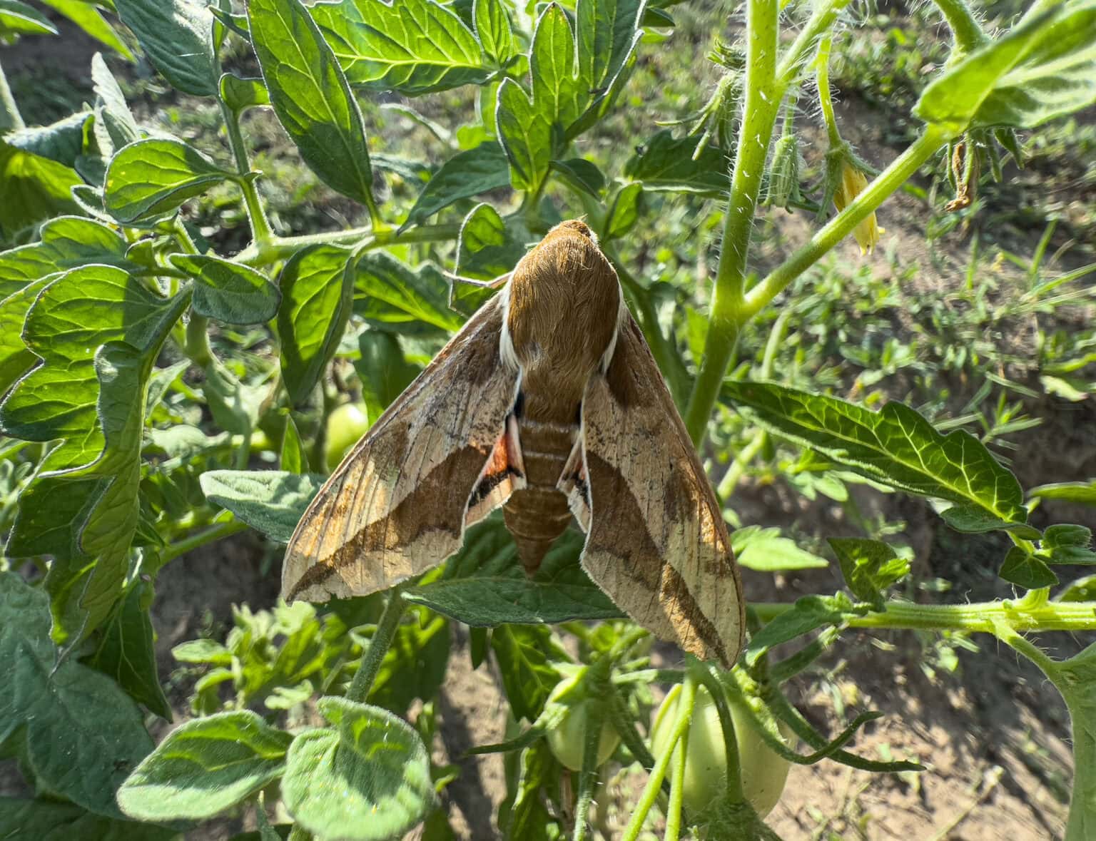 Gatunek Hyles_euphorbiae - Motylarnia Władysławowo