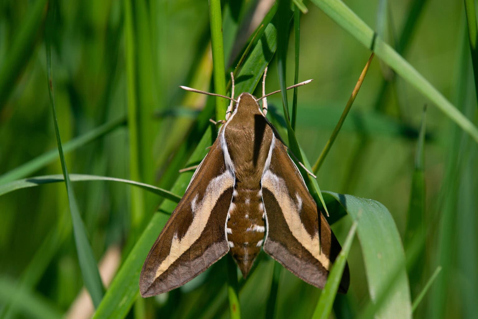 Gatunek Hyles_gallii - Motylarnia Władysławowo