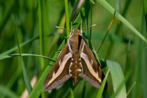 Gatunek Hyles_gallii - Motylarnia Władysławowo