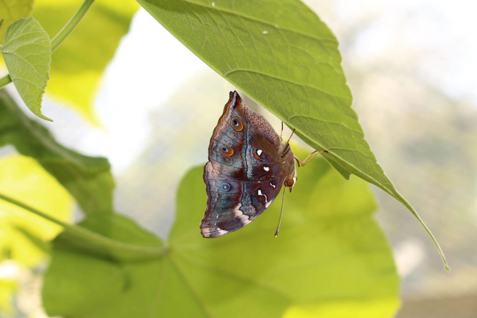 Gatunek Hypna_clytemnestra - Motylarnia Władysławowo