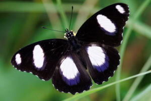 Gatunek Hypolimnas_misippus - Motylarnia Władysławowo