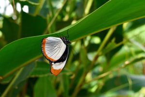 Gatunek Hypolimnus_usambara - Motylarnia Władysławowo