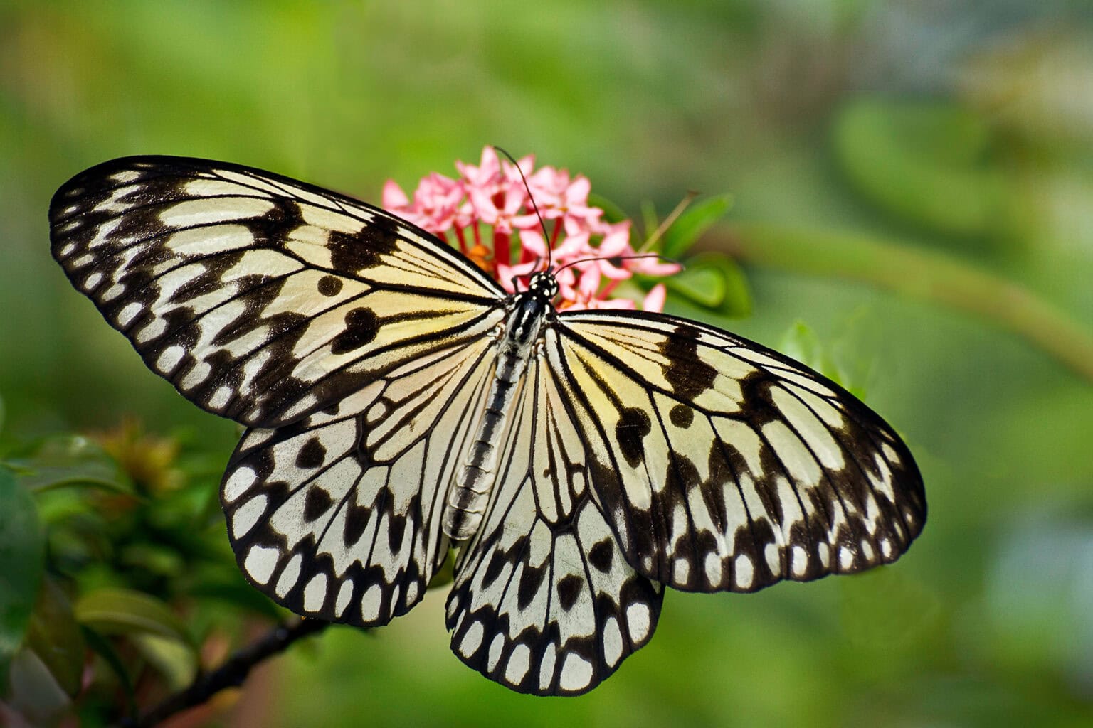 Gatunek Idea_leuconoe - Motylarnia Władysławowo