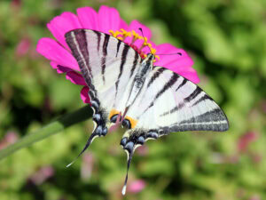 Gatunek Iphiclides_podalirius - Motylarnia Władysławowo