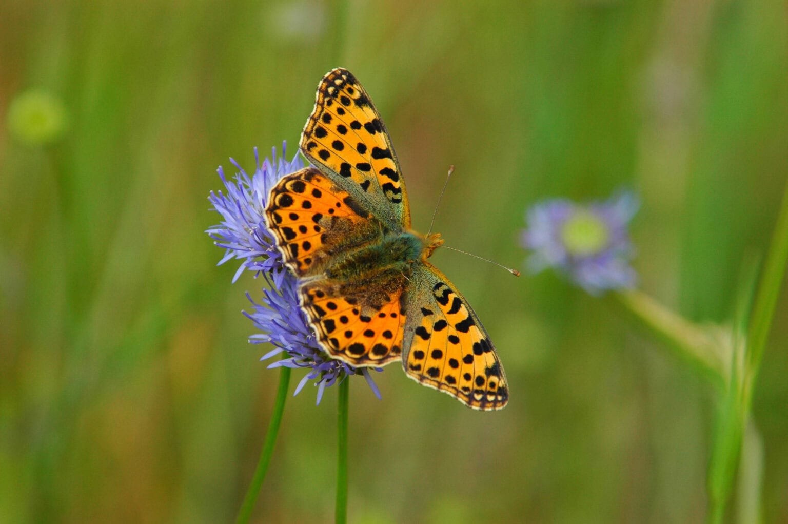 Gatunek Issoria_lathonia - Motylarnia Władysławowo