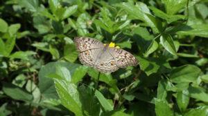 Gatunek Junonia_atlites - Motylarnia Władysławowo