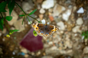 Gatunek Junonia_orithya - Motylarnia Władysławowo