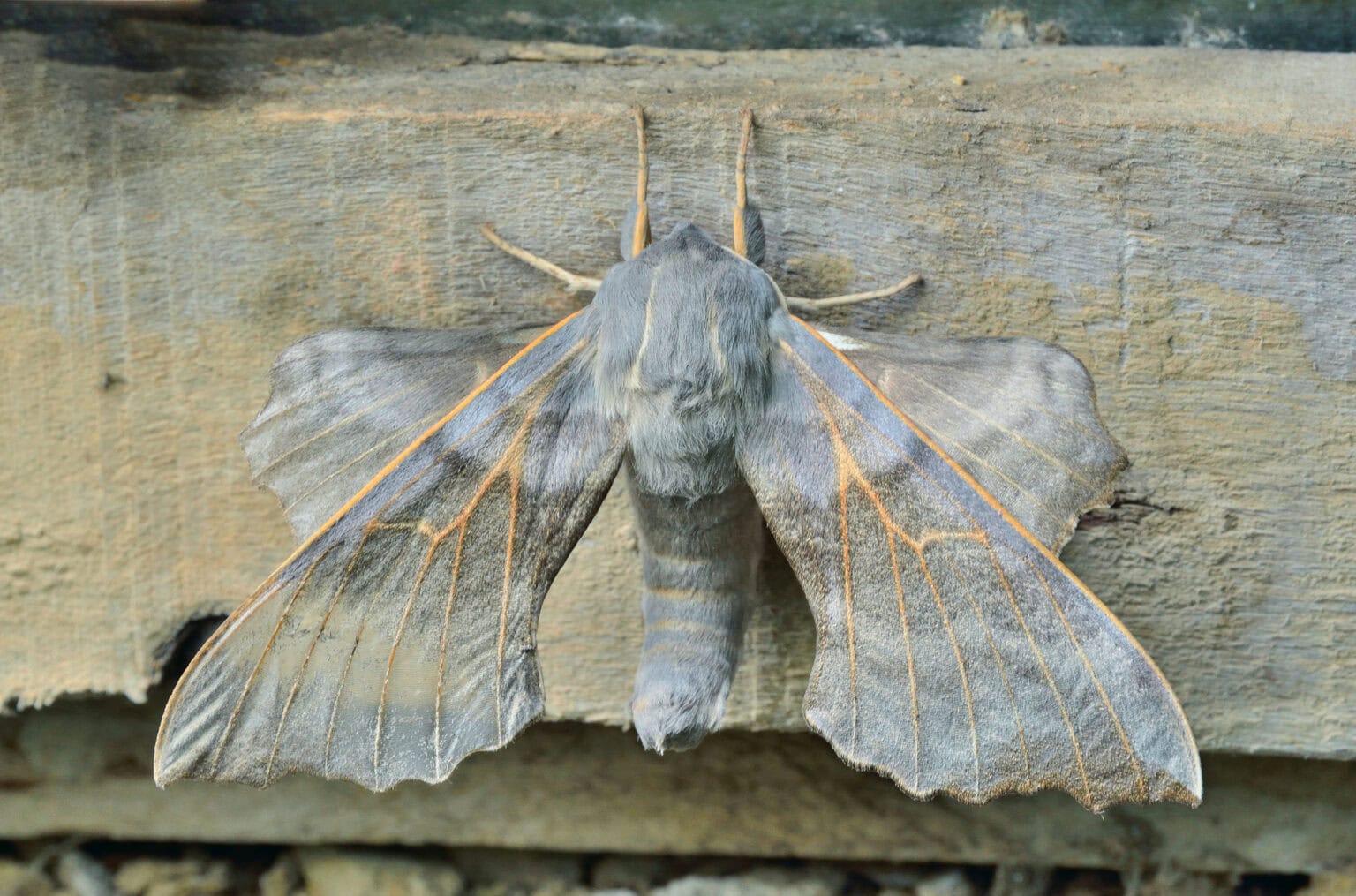 Gatunek Laothoe_amurensis - Motylarnia Władysławowo