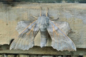 Gatunek Laothoe_amurensis - Motylarnia Władysławowo