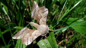 Gatunek Laothoe_populi - Motylarnia Władysławowo