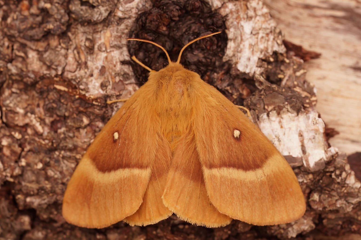 Gatunek Lasiocampa_quercus - Motylarnia Władysławowo