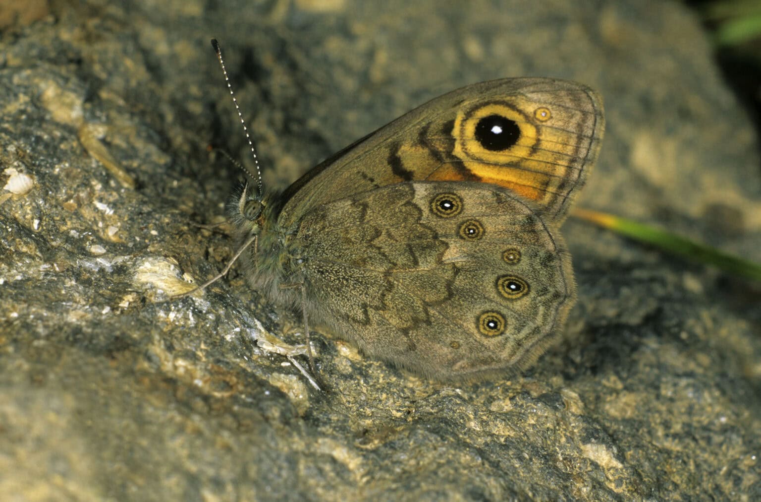 Gatunek Lasiommata_megera - Motylarnia Władysławowo