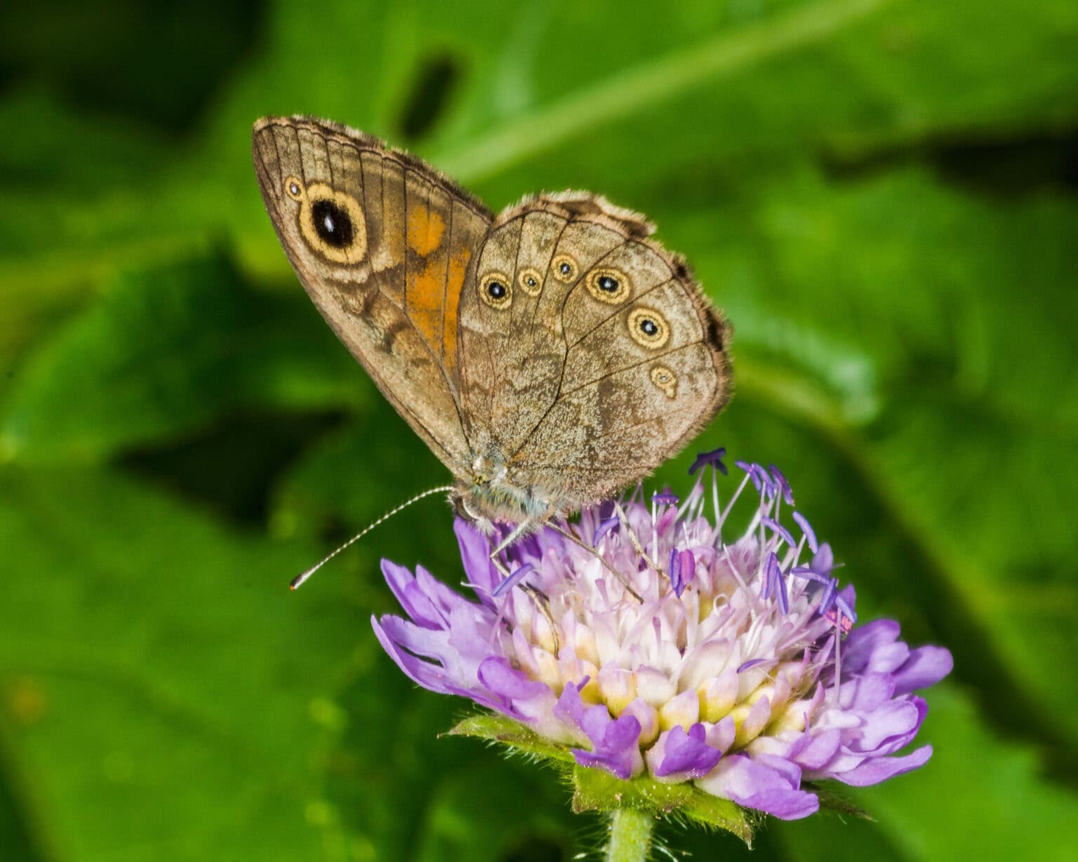 Gatunek Lasiommata_petropolitana - Motylarnia Władysławowo