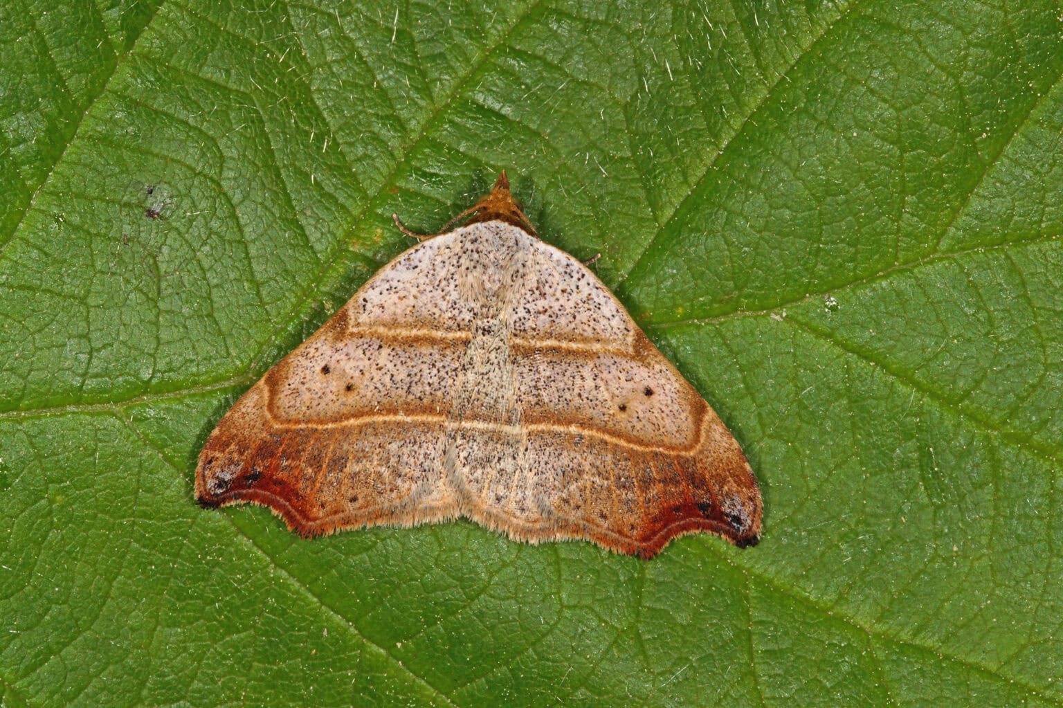 Gatunek Laspeyria_flexula - Motylarnia Władysławowo