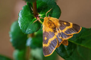 Gatunek Lemonia_dumi - Motylarnia Władysławowo