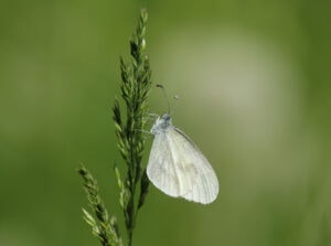 Gatunek Leptidea_sinapis - Motylarnia Władysławowo