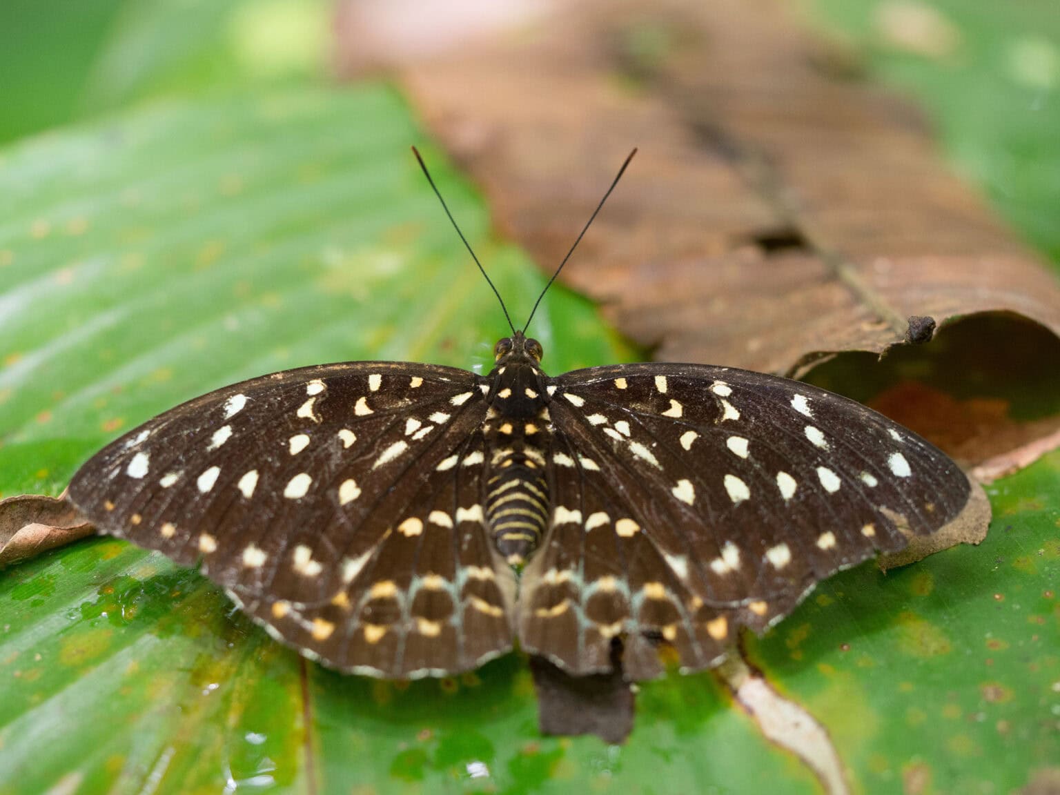 Gatunek Lexias_dirtea - Motylarnia Władysławowo