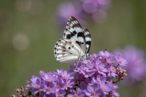 Gatunek Limenitis_camilla - Motylarnia Władysławowo