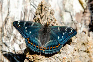 Gatunek Limenitis_populi - Motylarnia Władysławowo