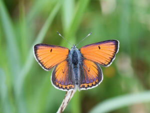 Gatunek Lycaena_hippothoe - Motylarnia Władysławowo