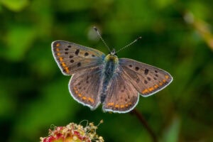Gatunek Lycaena_tityrus - Motylarnia Władysławowo