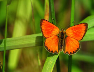 Gatunek Lycaena_virgaureae - Motylarnia Władysławowo