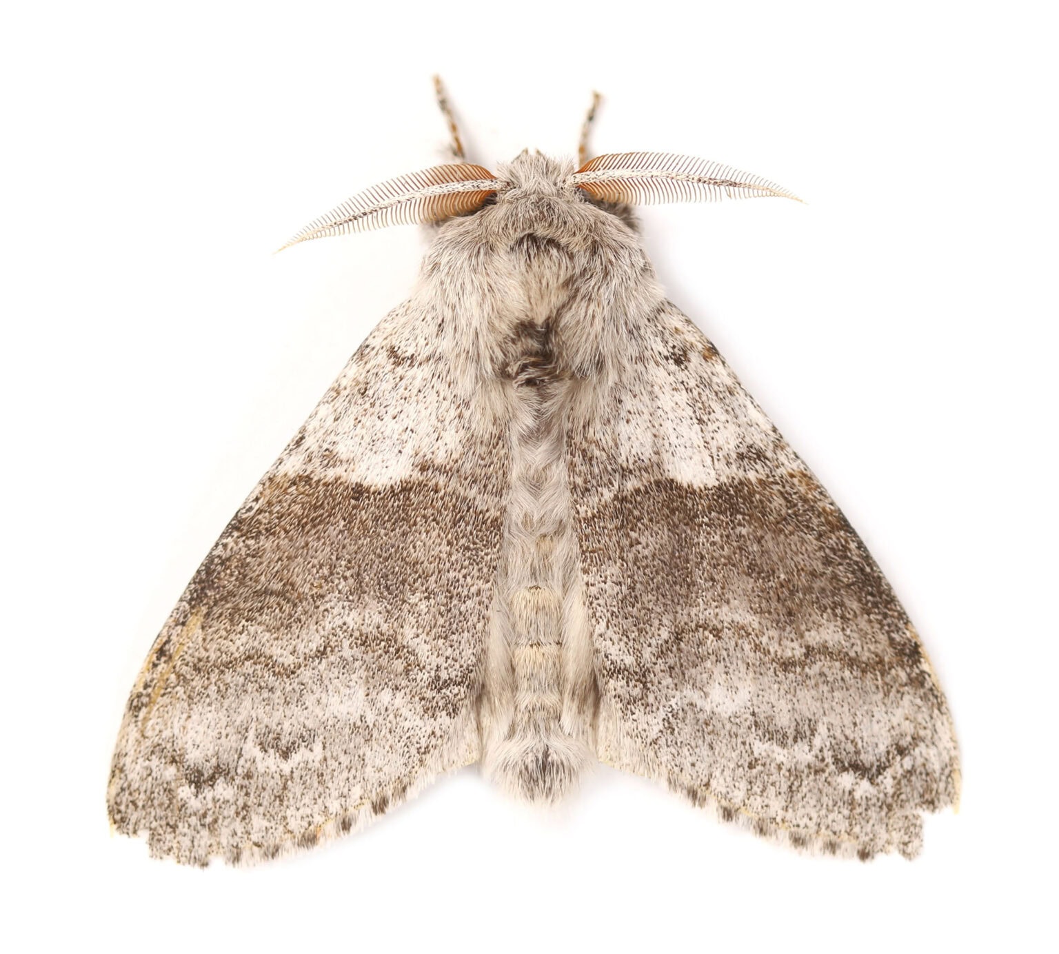 Gatunek Lycia_hirtaria - Motylarnia Władysławowo
